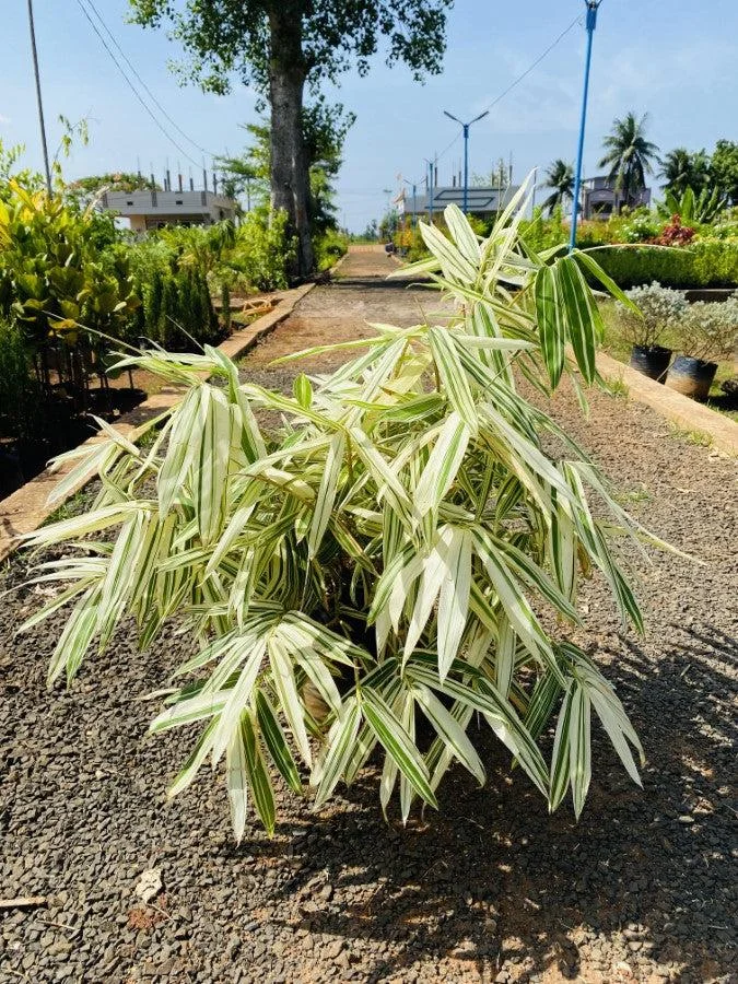 Varigated Bamboo thumbnail 3